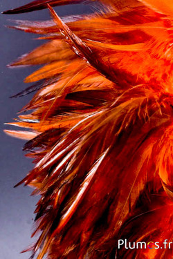 Frange coq - long. plumes 10-15 cm - ambre-café